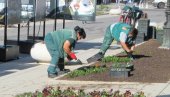 РАВАНГРАД УЛЕПШАВА 40.000 ЦВЕТНИЦА У Сомбору акција јесење цветне расаде РАВАНГРАД УЛЕПШАВА 40.000 ЦВЕТНИЦА У Сомбору акција јесење цветне расаде