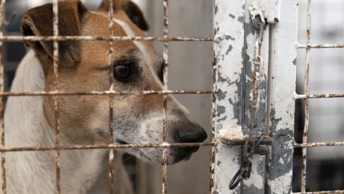 НЕЋЕ БИТИ ЕУТАНАЗИЈЕ НАПУШТЕНИХ ПАСА: Удружења за заштиту животиња забринута, из Управе за ветерину поручују да нема разлога