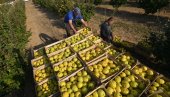 SEZONCI U SRPSKOJ UCENJUJU POLJOPRIVREDNIKE, NEĆE U NJIVE NI ZA 100 MARAKA Dojčinović: Postalo je neizdrživo, radnika nema na tržištu