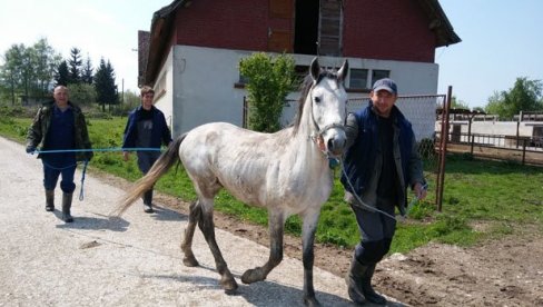 ЧИСТОКРВНИ ЛИПИЦАНЕРИ НА ЦЕНИ: Ергела Вучијак изнад Прњавора, која броји 130 грла, напокон, стала на здраве ноге ЧИСТОКРВНИ ЛИПИЦАНЕРИ НА ЦЕНИ: Ергела Вучијак изнад Прњавора, која броји 130 грла, напокон, стала на здраве ноге