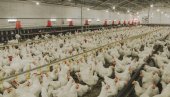 ОТКРИВЕН ПТИЧИЈИ ГРИП: Немачка наредила одстрел 62.000 ћурки и патки због Х5Н8 ОТКРИВЕН ПТИЧИЈИ ГРИП: Немачка наредила одстрел 62.000 ћурки и патки због Х5Н8