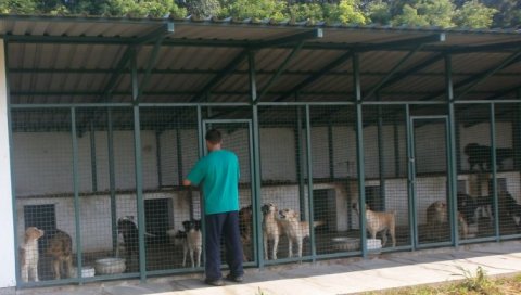СА УЛИЦЕ У АЗИЛ, ПА У БЕЛИ СВЕТ: Напуштени пси из прихватилишта у Кули се удомљавају чак и у иностранству СА УЛИЦЕ У АЗИЛ, ПА У БЕЛИ СВЕТ: Напуштени пси из прихватилишта у Кули се удомљавају чак и у иностранству