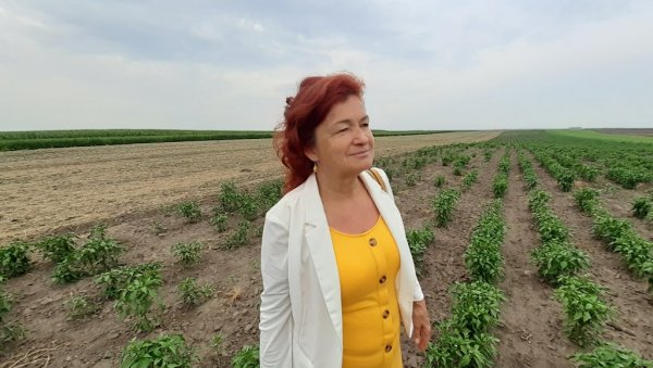 ЗАРАДА ОД СЕМЕНА СА ТАВАНА: Валерија Балтин из Телечке годинама производи органску храну ЗАРАДА ОД СЕМЕНА СА ТАВАНА: Валерија Балтин из Телечке годинама производи органску храну