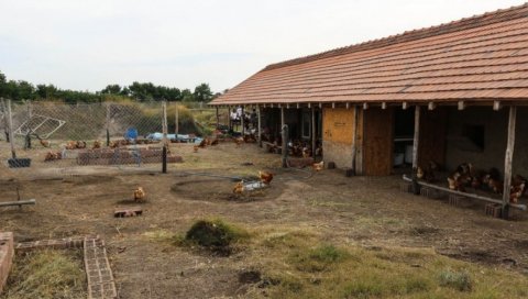 АЛЕКСИНА БАШТА ВЕЛИКОГ СРЦА: Фарма органских кока код Суботице спајила здраво и хумано АЛЕКСИНА БАШТА ВЕЛИКОГ СРЦА: Фарма органских кока код Суботице спајила здраво и хумано