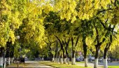 ИСЕКЛИ БОЂОШЕ, СИМБОЛЕ ГРАДА: Бурна реакција због сече здравог дрвећа у центру Оџака ИСЕКЛИ БОЂОШЕ, СИМБОЛЕ ГРАДА: Бурна реакција због сече здравог дрвећа у центру Оџака