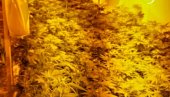 ХАПШЊЕЊЕ КОД ЗРЕЊАНИНА Београђани производили марихуану