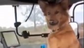 ŽUĆA DOMAĆIN: Pas oduševio Srbiju! Vozi traktor i ore njivu! (VIDEO) ŽUĆA DOMAĆIN: Pas oduševio Srbiju! Vozi traktor i ore njivu! (VIDEO)
