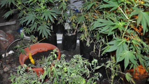 DO TRAVE 20.000 POTPISA: U Crnoj Gori pokrenuta peticija grupe građana za legalizaciju marihuane DO TRAVE 20.000 POTPISA: U Crnoj Gori pokrenuta peticija grupe građana za legalizaciju marihuane