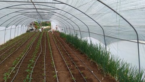 ПОДСТИЦАЈИ У ПОЉОПРИВРЕДИ: Војвођански паори могу да се пријаве на конкурс ПОДСТИЦАЈИ У ПОЉОПРИВРЕДИ: Војвођански паори могу да се пријаве на конкурс