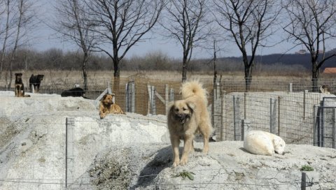 УСКОРО АЗИЛ ЗА ПСЕ И МАЧКЕ: Иницијатива групе грађана из Зворника УСКОРО АЗИЛ ЗА ПСЕ И МАЧКЕ: Иницијатива групе грађана из Зворника