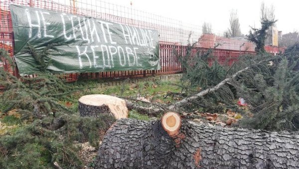 ТРЖНИ ЦЕНТАР ПОЈЕО КЕДРОВЕ: Нишлије огорчене због сече дрвореда да би се направио улаз у нови продајни објекат ТРЖНИ ЦЕНТАР ПОЈЕО КЕДРОВЕ: Нишлије огорчене због сече дрвореда да би се направио улаз у нови продајни објекат