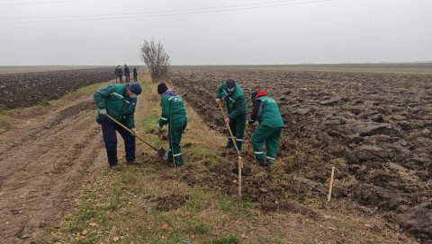ЗЕЛЕНИ ПРСТЕН ШТИТИ ЦЕО ГРАД: У атарима Новог Сада почело подизање ветрозаштитних појасева на више од 200 хектара ЗЕЛЕНИ ПРСТЕН ШТИТИ ЦЕО ГРАД: У атарима Новог Сада почело подизање ветрозаштитних појасева на више од 200 хектара