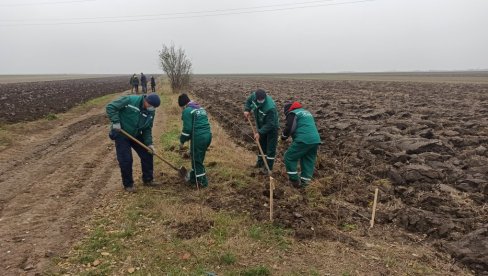 ZELENI PRSTEN ŠTITI CEO GRAD: U atarima Novog Sada počelo podizanje vetrozaštitnih pojaseva na više od 200 hektara ZELENI PRSTEN ŠTITI CEO GRAD: U atarima Novog Sada počelo podizanje vetrozaštitnih pojaseva na više od 200 hektara