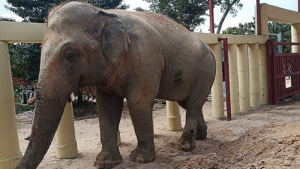 И ТО ЈЕ МОГУЋЕ: Слон провалио у ресторан