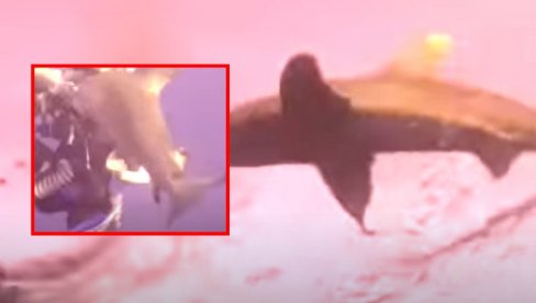 JEZIVI SNIMAK NAPADA AJKULE: Morski pas zario zube u rame ženi, borba za život u Crvenom moru (VIDEO) JEZIVI SNIMAK NAPADA AJKULE: Morski pas zario zube u rame ženi, borba za život u Crvenom moru (VIDEO)