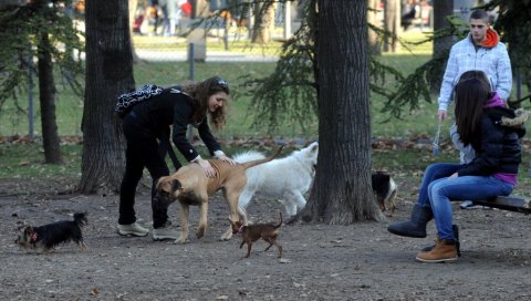 ВАЖНО УПОЗОРЕЊЕ ЗА ВЛАСНИКЕ ПАСА: Масовно бацају отрове, посебно пазите ако љубимце шетате овим деловима Београда ВАЖНО УПОЗОРЕЊЕ ЗА ВЛАСНИКЕ ПАСА: Масовно бацају отрове, посебно пазите ако љубимце шетате овим деловима Београда