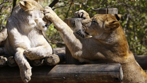 VIRUS UOČEN KOD ŽIVOTINJA: Četiri lava u zoo vrtu u Barseloni pozitivna na koronu VIRUS UOČEN KOD ŽIVOTINJA: Četiri lava u zoo vrtu u Barseloni pozitivna na koronu