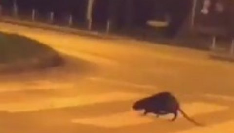 ЗАГРЕПЧАНИ У ШОКУ: Необична животиња шета улицама града (ВИДЕО) ЗАГРЕПЧАНИ У ШОКУ: Необична животиња шета улицама града (ВИДЕО)