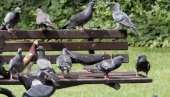 ХОНГКОНГ ОЗБИЉНО ШТИТИ ЖИВОТИЊЕ: Ухапшен јер је штапом претукао голуба ХОНГКОНГ ОЗБИЉНО ШТИТИ ЖИВОТИЊЕ: Ухапшен јер је штапом претукао голуба