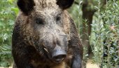 U GRČKOJ SUDAR VOZA I DIVLJIH SVINJA: Zastoj na pruzi između Atine i Soluna U GRČKOJ SUDAR VOZA I DIVLJIH SVINJA: Zastoj na pruzi između Atine i Soluna