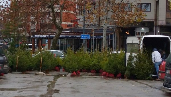 УЛИЧНА ПРОДАЈА: Искључиво новогодишње јелке са бусеном УЛИЧНА ПРОДАЈА: Искључиво новогодишње јелке са бусеном
