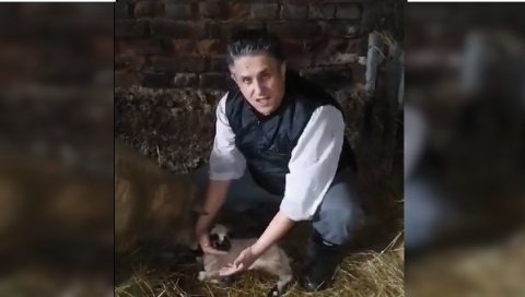 СТИГЛО ЈАГЊЕ НИКОЛА: Принова у штали посланика Милије Милетића СТИГЛО ЈАГЊЕ НИКОЛА: Принова у штали посланика Милије Милетића