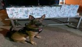 NERON OPET NEPOGREŠIV: Zahvaljujući carinskom psu otkriven pokušaj šverca cigareta NERON OPET NEPOGREŠIV: Zahvaljujući carinskom psu otkriven pokušaj šverca cigareta