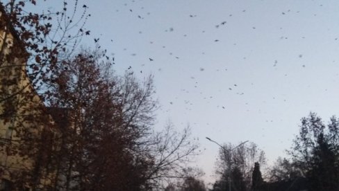 VRANE ZACRNELE NEBO IZNAD JAGODINE: Jato crnih ptica kruži nad gradom, doletele iz cele Evrope (FOTO) VRANE ZACRNELE NEBO IZNAD JAGODINE: Jato crnih ptica kruži nad gradom, doletele iz cele Evrope (FOTO)