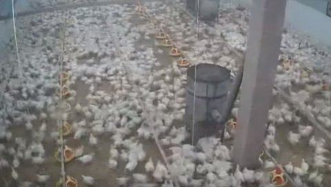 ЖИВОТИЊЕ ПРЕДОСЕТИЛЕ ЗЕМЉОТРЕС? Нереалан призор са фарме пилића у Хрватској (ВИДЕО) ЖИВОТИЊЕ ПРЕДОСЕТИЛЕ ЗЕМЉОТРЕС? Нереалан призор са фарме пилића у Хрватској (ВИДЕО)