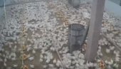 ŽIVOTINJE PREDOSETILE ZEMLJOTRES? Nerealan prizor sa farme pilića u Hrvatskoj (VIDEO) ŽIVOTINJE PREDOSETILE ZEMLJOTRES? Nerealan prizor sa farme pilića u Hrvatskoj (VIDEO)