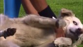 NEŽELJENI GOST: Pogledajte kako je pas ukrao kopačku i prekinuo utakmicu (VIDEO) NEŽELJENI GOST: Pogledajte kako je pas ukrao kopačku i prekinuo utakmicu (VIDEO)