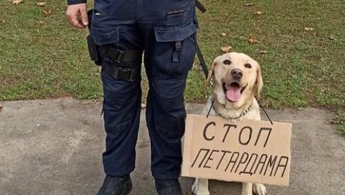 5.000 ПАСА ГОДИШЊЕ УГИНЕ ОД СРЧАНОГ УДАРА: МУП апелује - Суздржите се од коришћења петарди, због наших четвороножних пријатеља 5.000 ПАСА ГОДИШЊЕ УГИНЕ ОД СРЧАНОГ УДАРА: МУП апелује - Суздржите се од коришћења петарди, због наших четвороножних пријатеља