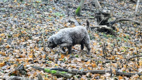 ПОСАО ЗЛАТА ВРЕДАН: Цена овог производа иде и до 5.000 евра - Србија идеално поднебље за њега