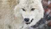 ЛОВЦИ УБИЛИ 20 СИВИХ ВУКОВА: Одстрљене животиње изашле ван националног парка Јелоустоун ЛОВЦИ УБИЛИ 20 СИВИХ ВУКОВА: Одстрљене животиње изашле ван националног парка Јелоустоун