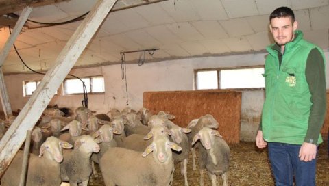 ОВЧАРСТВО ДРАЖЕ ОД ШВЕДСКЕ: Богдан Станојевић (21) из Витанаца уз деду заволео пољопривреду ОВЧАРСТВО ДРАЖЕ ОД ШВЕДСКЕ: Богдан Станојевић (21) из Витанаца уз деду заволео пољопривреду
