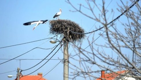РОДЕ ОСТАЛЕ ДА ЗИМУЈУ: На три локације у Србији уочене беле роде, грађани захтевају њихово збрињавање РОДЕ ОСТАЛЕ ДА ЗИМУЈУ: На три локације у Србији уочене беле роде, грађани захтевају њихово збрињавање