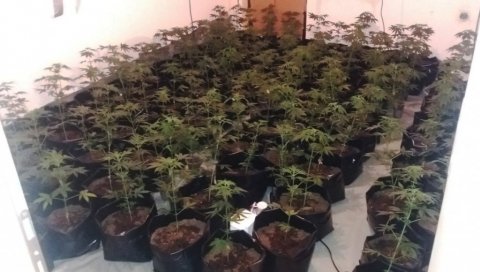 ОТКРИВЕНЕ ДВЕ ЛАБОРАТОРИЈЕ У СОКОБАЊИ: Заплењено више од 250 биљки канабиса и 5,5 килограма дроге (ФОТО) ОТКРИВЕНЕ ДВЕ ЛАБОРАТОРИЈЕ У СОКОБАЊИ: Заплењено више од 250 биљки канабиса и 5,5 килограма дроге (ФОТО)