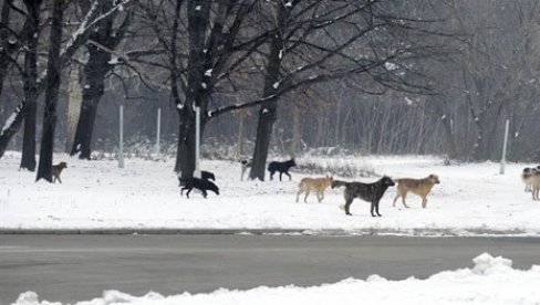 ПАСЈЕ ВРЕМЕ И ЗА ПСЕ: Пси луталице угрожене током хладних дана, посебно кад се жива спусти до минус 10 ПАСЈЕ ВРЕМЕ И ЗА ПСЕ: Пси луталице угрожене током хладних дана, посебно кад се жива спусти до минус 10