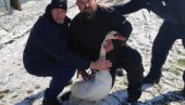 IZ ZALEĐENOG JEZERA IZVUKLI LABUDA: Ovako je izgledala akcija spasavanja (FOTO) IZ ZALEĐENOG JEZERA IZVUKLI LABUDA: Ovako je izgledala akcija spasavanja (FOTO)