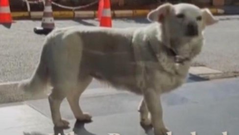 NEVEROVATAN SNIMAK: Pas sam došao kod veterinara i pokazao šta ga boli (VIDEO) NEVEROVATAN SNIMAK: Pas sam došao kod veterinara i pokazao šta ga boli (VIDEO)
