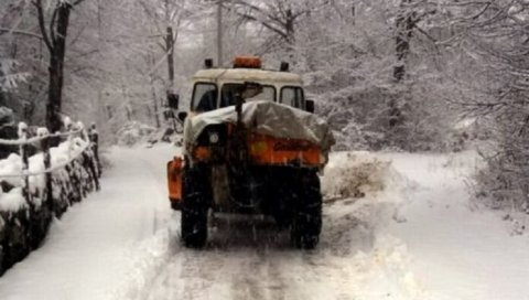 МЕЋАВА У ХЕРЦЕГНОВСКОМ ЗАЛЕЂУ: Упркос зими - мимозе су процветале МЕЋАВА У ХЕРЦЕГНОВСКОМ ЗАЛЕЂУ: Упркос зими - мимозе су процветале