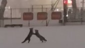 SNIMAK O KOME BRUJI REGION: Gradski stadion prekriven snegom, a na njemu igraju lisice (VIDEO)