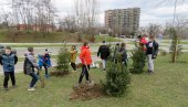 ОСНОВЦИ СА ВРАЧАРА САДЕ ДРВЕЋЕ: Ђаци се придружили акцији Једна школа, једно дрво ОСНОВЦИ СА ВРАЧАРА САДЕ ДРВЕЋЕ: Ђаци се придружили акцији Једна школа, једно дрво