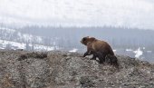 PREKIDAJU ZIMSKI SAN: Zbog toplog vremena bude se medvedi u Karpatima