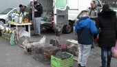 НА САЈМУ У ПРЊАВОРУ: Представљено 2.000 ситних и украсних животиња НА САЈМУ У ПРЊАВОРУ: Представљено 2.000 ситних и украсних животиња