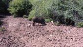 ZARAZA UBIJA DIVLJAČ: Afrička svinjska kuga desetkovala lovišta širom Srbije ZARAZA UBIJA DIVLJAČ: Afrička svinjska kuga desetkovala lovišta širom Srbije