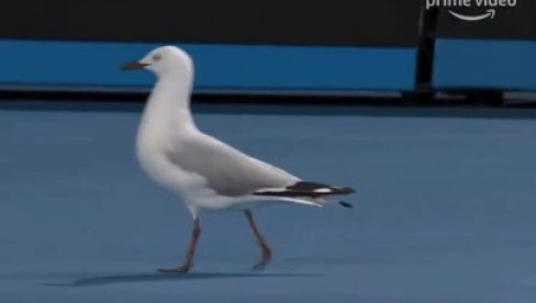 OVO NI HIČKOK NE BI REŽIRAO: Galebovi prekinuli meč u Australiji, to ipak nije najgore što se dogodilo (VIDEO) OVO NI HIČKOK NE BI REŽIRAO: Galebovi prekinuli meč u Australiji, to ipak nije najgore što se dogodilo (VIDEO)