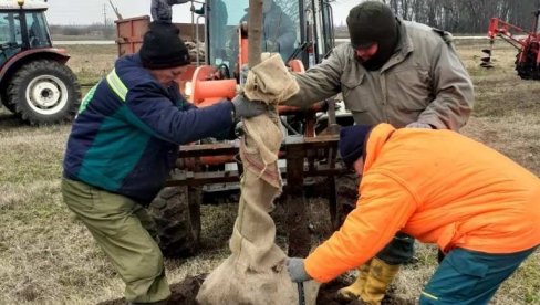 POČELO OZELENJAVANJE SOMBORA: Posađene 33 sadnice javora POČELO OZELENJAVANJE SOMBORA: Posađene 33 sadnice javora