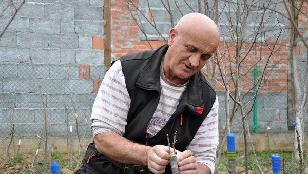 ЗНАТЕ ЛИ ШТА СУ ЈЕРИБАСМА, ГЛИБАЊКА И КАНТАРУША? Никола је чувар старих сорти воћа - има и дуд стар 800 година! ЗНАТЕ ЛИ ШТА СУ ЈЕРИБАСМА, ГЛИБАЊКА И КАНТАРУША? Никола је чувар старих сорти воћа - има и дуд стар 800 година!