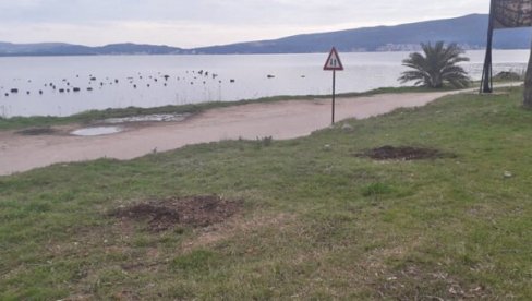 ПРИМИТИВИЗАМ И НЕПОСТОЈАЊЕ ЕЛЕМЕНТАРНЕ КУЛТУРЕ: Скандал у Херцег Новом, вандали ишчупали саднице мимозе у Кменарима ПРИМИТИВИЗАМ И НЕПОСТОЈАЊЕ ЕЛЕМЕНТАРНЕ КУЛТУРЕ: Скандал у Херцег Новом, вандали ишчупали саднице мимозе у Кменарима